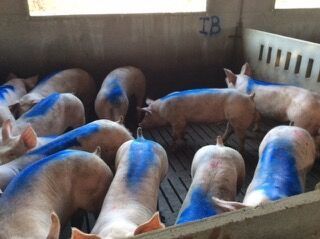 500ml Aerosol Animal Marking Spray Paint with 3 Years Shelf Life, Fast Drying and Customized Colors for Livestock